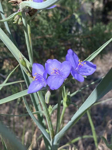 Tradescantia occidentalis (Western Spiderwort) (alternate view 8)