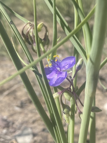 Tradescantia occidentalis (Western Spiderwort) (alternate view 9)