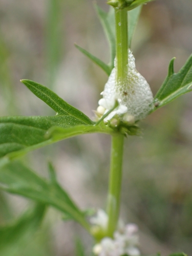 Lycopus americanus (American bugleweed) (alternate view 4)