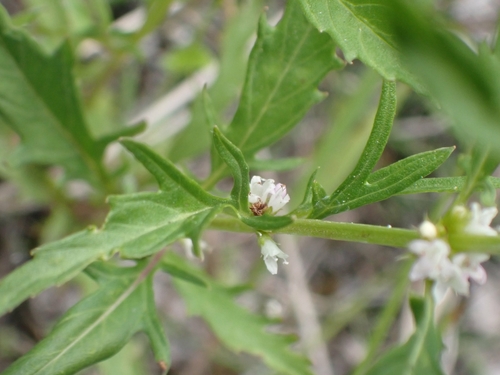 Lycopus americanus (American bugleweed) (alternate view 3)