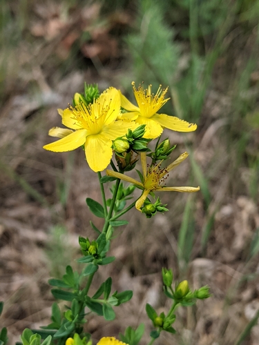 Hypericum perforatum (common St. Johnswort)