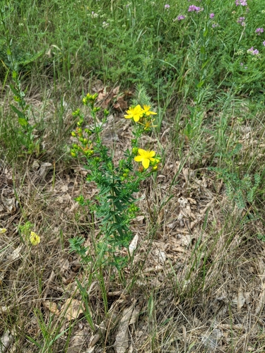 Hypericum perforatum (common St. Johnswort) (alternate view 2)