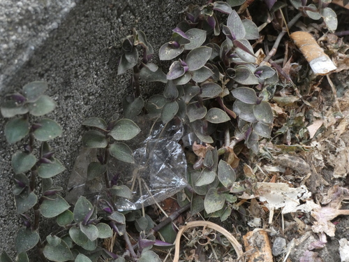 Callisia repens (Turtle Vine) (alternate view 5)