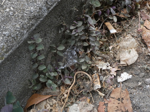 Callisia repens (Turtle Vine) (alternate view 4)