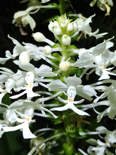Calanthe triplicata (Christmas Orchid)