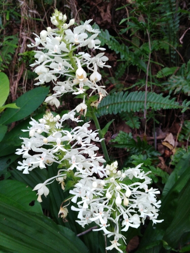 Calanthe triplicata (Christmas Orchid) (alternate view 2)