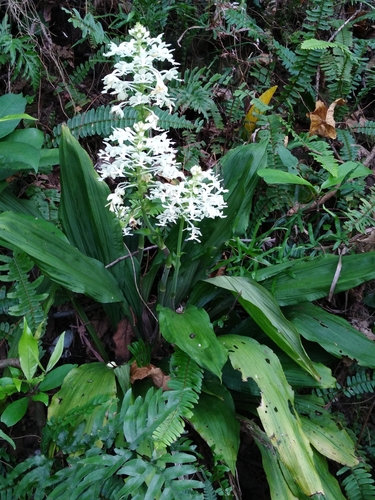Calanthe triplicata (Christmas Orchid) (alternate view 3)