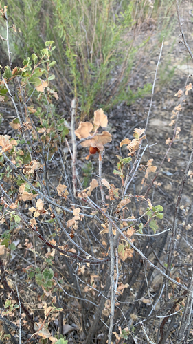 Ribes cereum (wax currant) (alternate view 10)