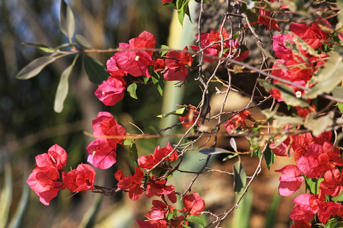 Bougainvillea × buttiana (garden bougainvillea) (alternate view 8)
