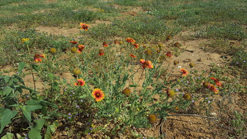 Gaillardia pulchella (firewheel)