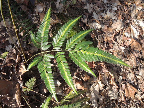 Arachniodes simplicior (Variegated Holly Fern)