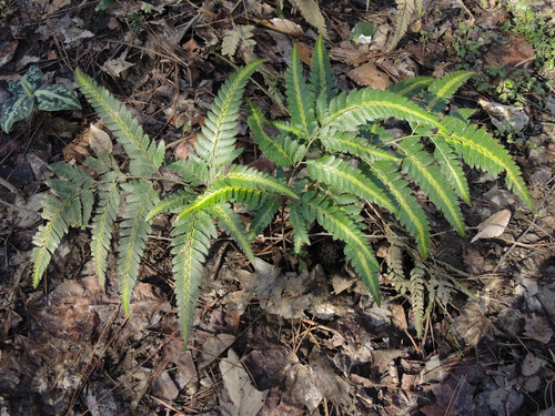 Arachniodes simplicior (Variegated Holly Fern)