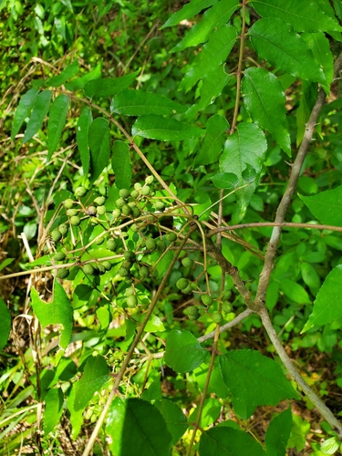 Zanthoxylum clava-herculis (Hercules' club) (alternate view 3)