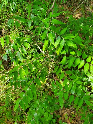 Zanthoxylum clava-herculis (Hercules' club) (alternate view 4)