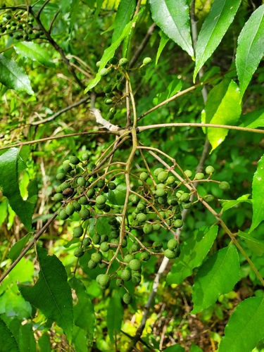 Zanthoxylum clava-herculis (Hercules' club) (alternate view 5)