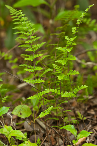 Myriopteris (lip ferns) (alternate view 8)