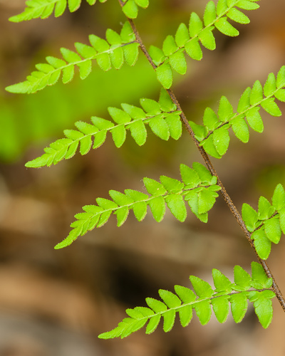 Myriopteris (lip ferns) (alternate view 9)