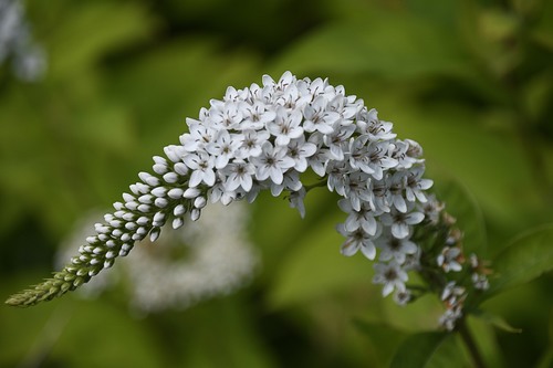 Lysimachia clethroides (Gooseneck Loosestrife) (alternate view 3)