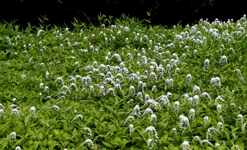 Lysimachia clethroides (Gooseneck Loosestrife) (alternate view 4)
