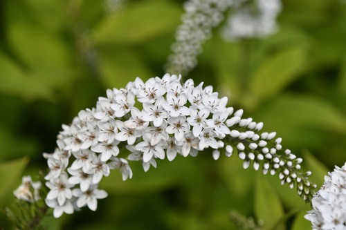 Lysimachia clethroides (Gooseneck Loosestrife) (alternate view 5)