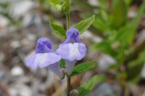 Scutellaria galericulata (Marsh Skullcap)