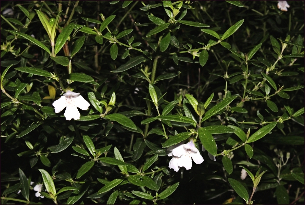Westringia glabra, Violet westringia — upright evergreen (Lamiaceae) (image 8 of 10)