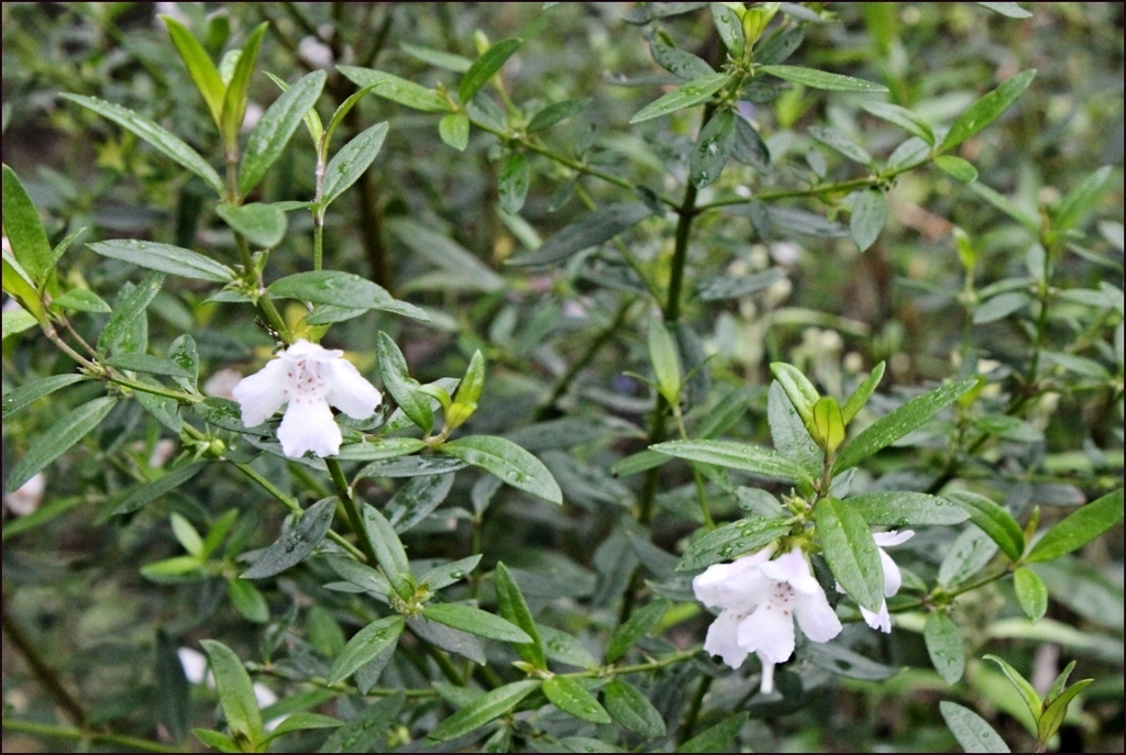 Westringia glabra, Violet westringia — upright evergreen (Lamiaceae) (image 9 of 10)