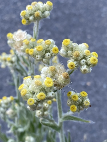 Pseudognaphalium stramineum (cottonbatting plant) (alternate view 10)