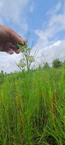 Asclepias verticillata (Whorled Milkweed)