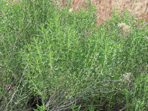 Chrysothamnus viscidiflorus (Yellow Rabbitbrush)