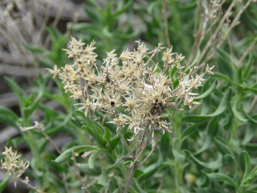 Chrysothamnus viscidiflorus (Yellow Rabbitbrush) (alternate view 2)