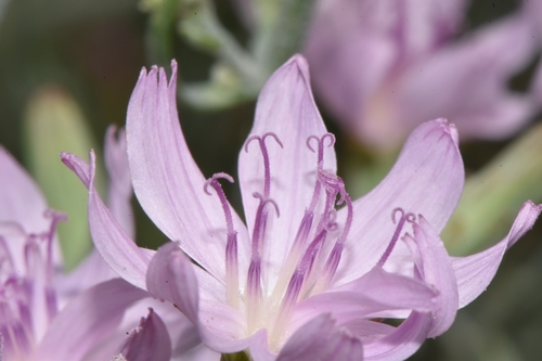 Stephanomeria (Wirelettuces) (alternate view 3)