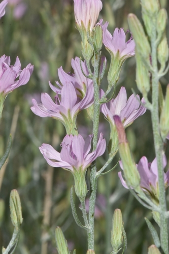 Stephanomeria (Wirelettuces) (alternate view 4)