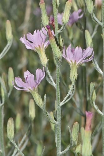 Stephanomeria (Wirelettuces) (alternate view 5)