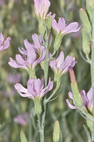 Stephanomeria (Wirelettuces) (alternate view 6)