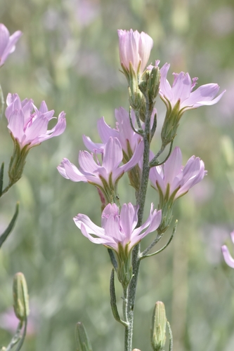 Stephanomeria (Wirelettuces) (alternate view 7)