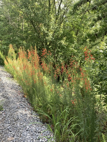Ipomopsis rubra (standing cypress) (alternate view 4)