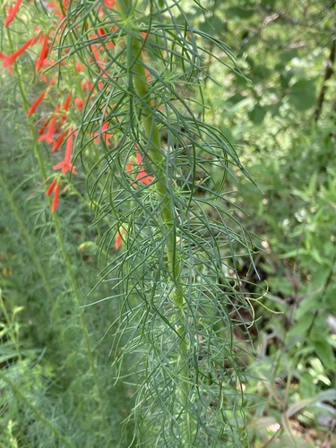 Ipomopsis rubra (standing cypress) (alternate view 5)