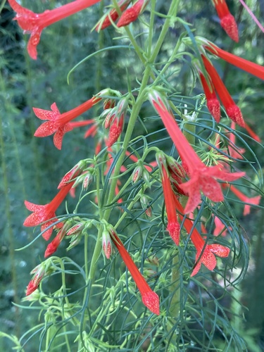 Ipomopsis rubra (standing cypress) (alternate view 3)
