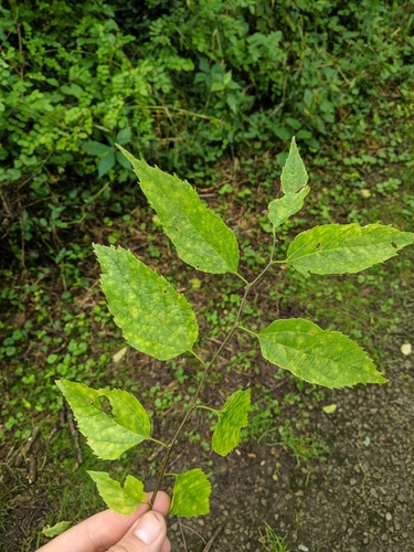 Celtis laevigata (sugar hackberry)