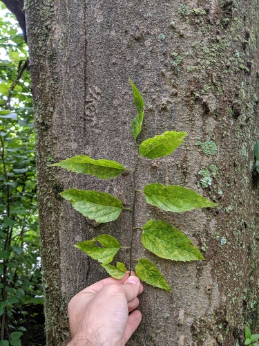 Celtis laevigata (sugar hackberry)