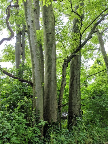 Celtis laevigata (sugar hackberry)