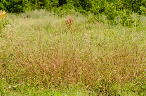 Paspalum (Paspalum) (alternate view 6)