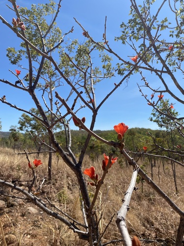 Brachychiton (Kurrajongs) (alternate view 3)