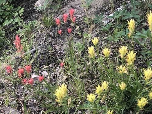 Castilleja miniata (Common Paintbrush) (alternate view 2)