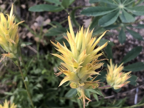 Castilleja miniata (Common Paintbrush) (alternate view 3)