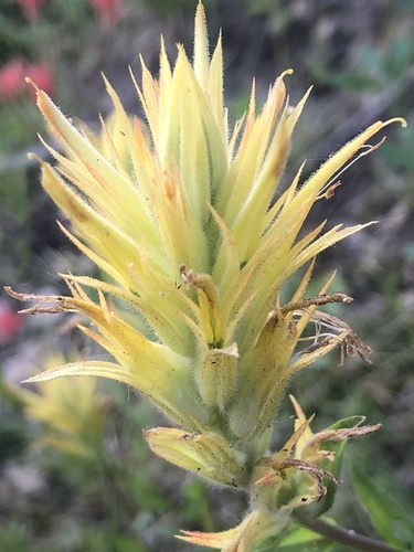 Castilleja miniata (Common Paintbrush) (alternate view 4)