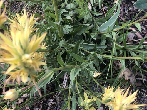 Castilleja miniata (Common Paintbrush) (alternate view 5)