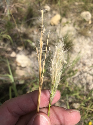 Bothriochloa torreyana (silver bluestem) (alternate view 3)