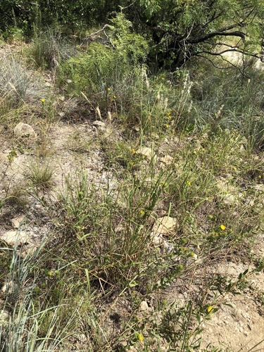 Bothriochloa torreyana (silver bluestem) (alternate view 4)